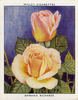 Barbara Richards rose photo