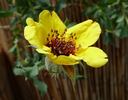 <I>Hulthemia persica</I> rose photo