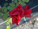 Folletto rose photo