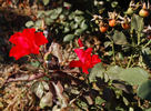 Amsterdam ® rose photo