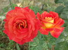 Bolshoï rose photo