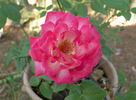 Hilde ™ rose photo