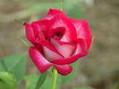 Whoopi ™ rose photo