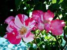Hugues Aufray ® rose photo