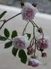 Acervate rose photo