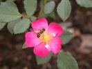DayDream ™ rose photo