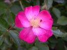 DayDream ™ rose photo