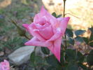 Angelica Renae ™ rose photo