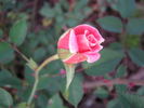 Angelica Renae ™ rose photo