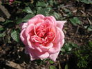 Angelica Renae ™ rose photo