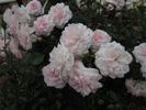 Jane McGrath rose photo