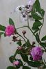 Acervate rose photo