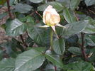 Hamilton Gardens rose photo