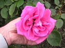 Bonnie Scotland rose photo