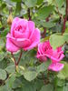 Bonnie Scotland rose photo