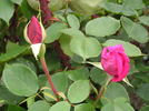 Bonnie Scotland rose photo