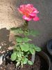 BR5-04 rose photo