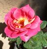BR5-04 rose photo