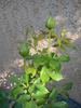 F5-01 rose photo