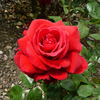 Konrad Henkel rose photo