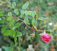 Candy Rose ® rose photo