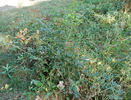 Candy Rose ® rose photo