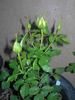 F5-01 rose photo