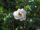 Bicolor rose photo