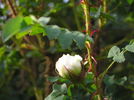 Bicolor rose photo