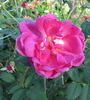 Souvenir de Germain de Saint-Pierre rose photo
