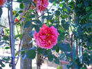 Marie-Claire, Cl. rose photo
