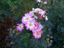 Ausonius rose photo