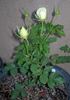 F5-01 rose photo