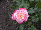 Andrea Jane rose photo