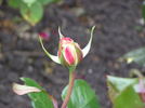 Andrea Jane rose photo