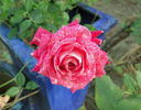 Freckle Face rose photo