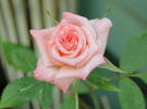 Kay Denise rose photo