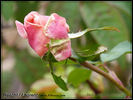 Jade rose photo