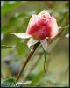 Jade rose photo