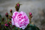 Princesse Adélaide rose photo