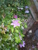 Fireworks clematis photo
