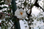 Ruga rose photo