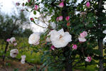 Ruga rose photo