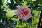 Désiré Bergera rose photo