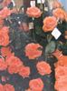 Sogno rose photo