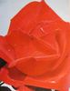 Catherine Langeais rose photo