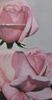 Madame Maurice Genevoix rose photo