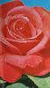 Maryse Kriloff rose photo