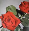 Kaiserin Farah rose photo