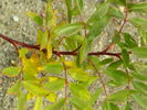 Basye's Legacy rose photo